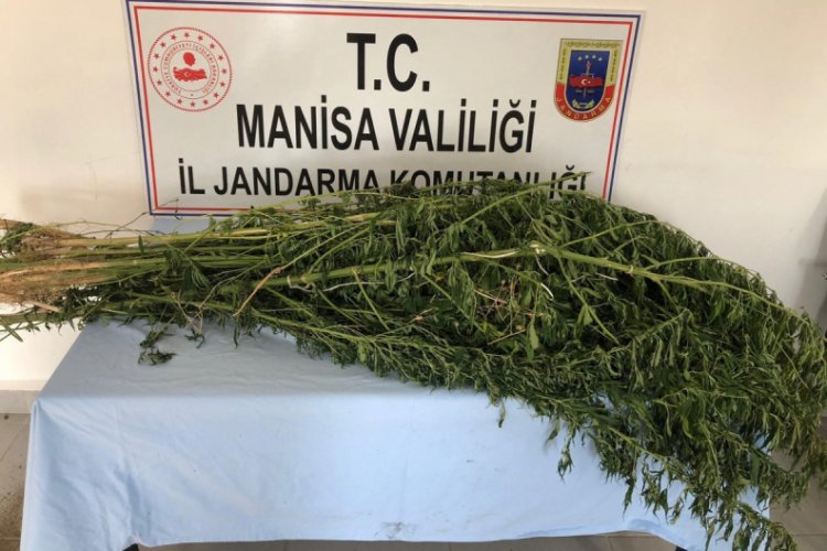 Manisa'da uyuşturucu operasyonu