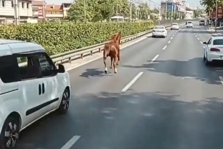 Bursa'da araç sürücülerini şaşkına çeviren at