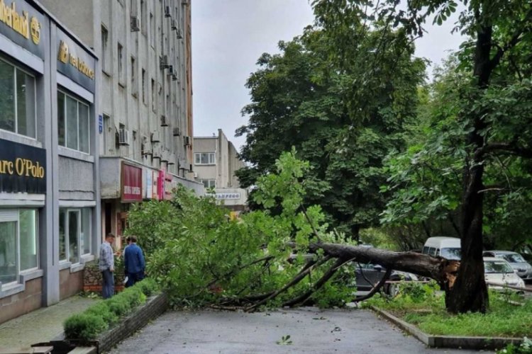 Maysak tayfunu Rusya'yı vurdu