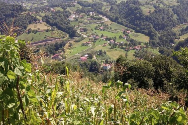 Eşini domuz zannedip öldürdü