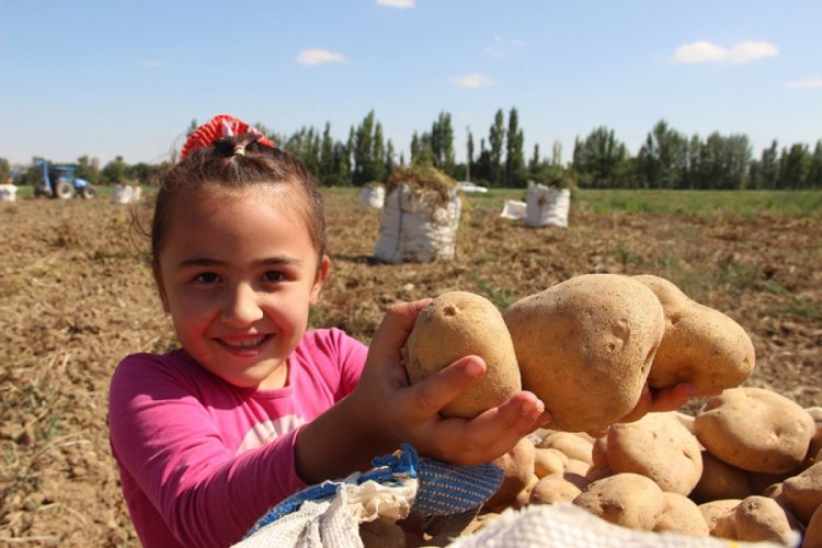 Patates tarlalarında çalışmak için binlerce kilometre uzaktan geliyorlar