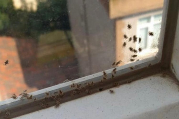 3 ilçeyi böcekler istila etti