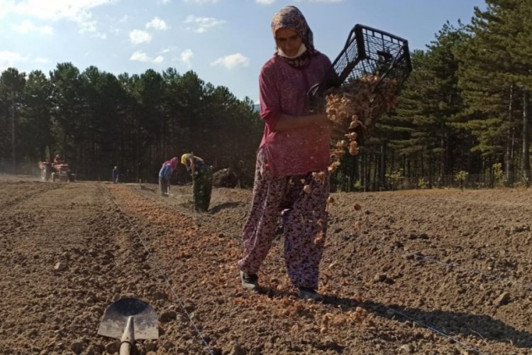Mucize bitkinin ekimi yapıldı