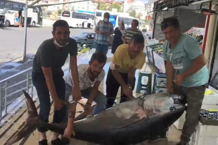 Marmara'da dev orkinos balığı yakalandı