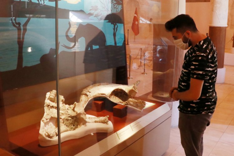 İki milyon yıllık fosiller, bu müzede sergileniyor