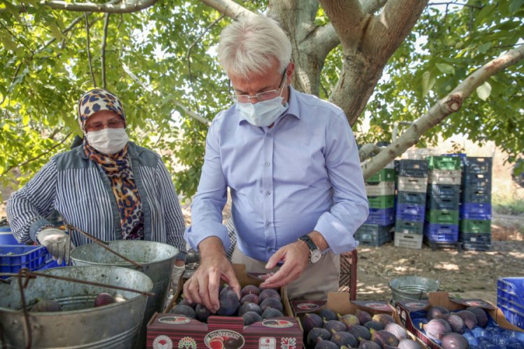 Bursa Nilüfer Belediye Başkanı Erdem, incir hasadına katıldı