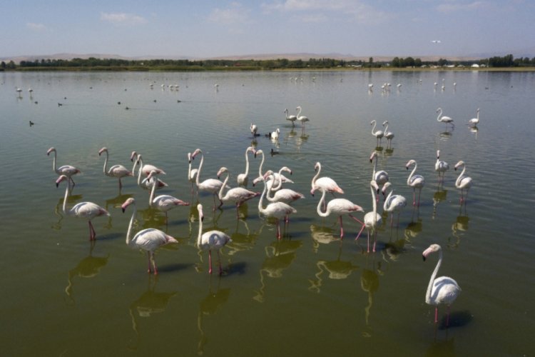 Van Gölü binlerce flamingoya ev sahipliği yapıyor
