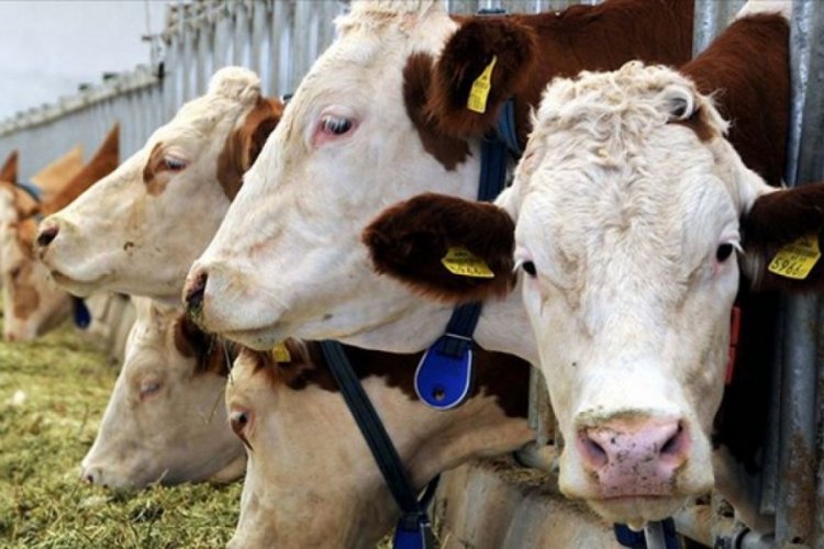 Avrupa Adalet Divanı'ndan ''helal kesim'' kararı