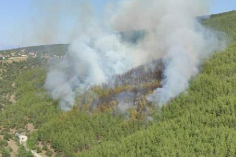 Muğla'da orman yangını