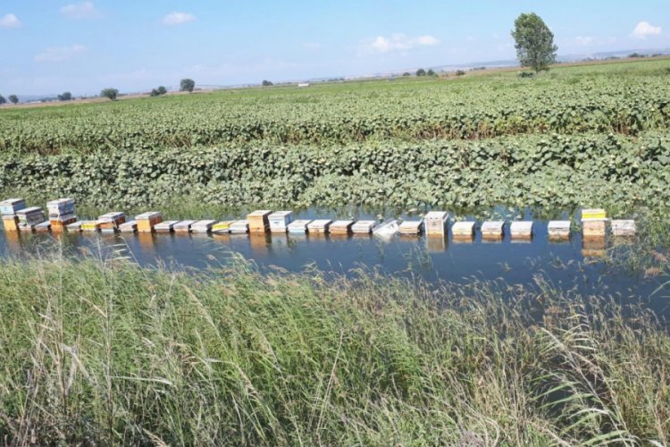 Bursa'da bir yıl boyunca baktığı arıları tarlayı basan suyla telef oldu