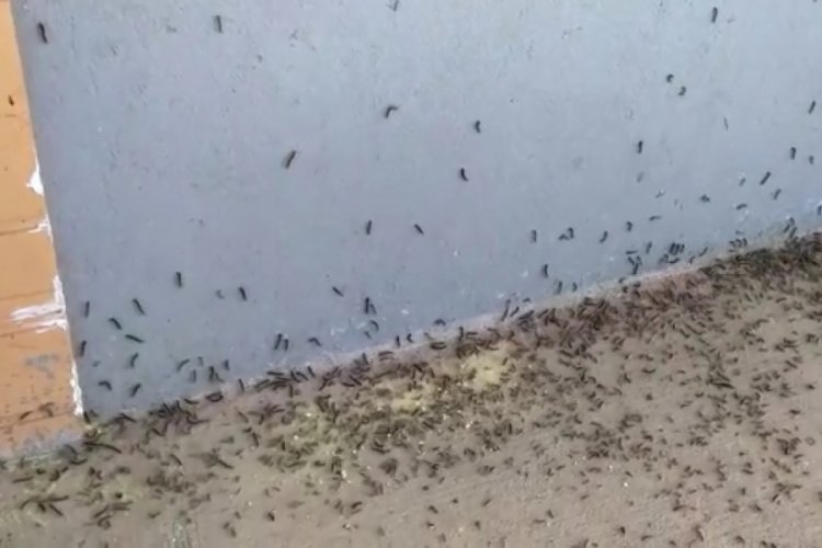 Rize'de tırtıl istilası! Kapı, pencere açamıyorlar
