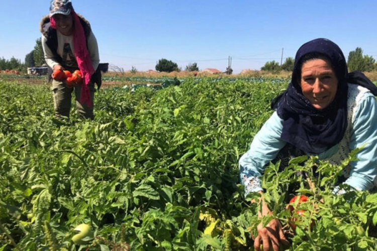 Domates tarlada 1 lira, markette 4 lira