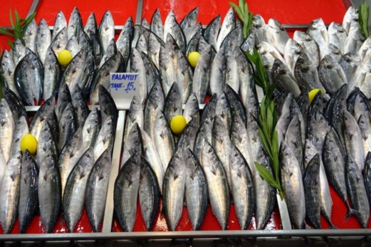 Av sezonunun açılmasıyla tezgahlarda palamut bollaştı