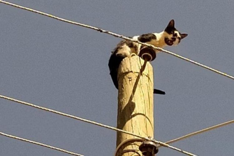 Elektrik direğinde mahsur kalan kedi kurtarıldı