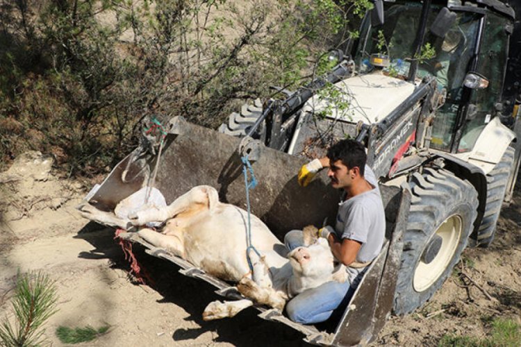 Uçurumdan düşerek yaralanan ineğinin başında üç gün bekledi