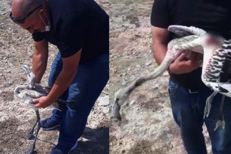 Tüfekle vurulan flamingo tedaviye alındı