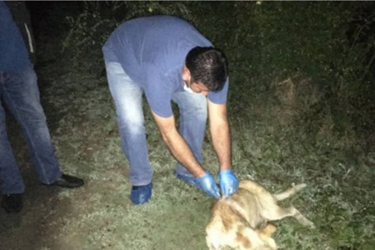 Uyuşturdukları köpekleri ormanlık alanda kaderlerine terk ettiler
