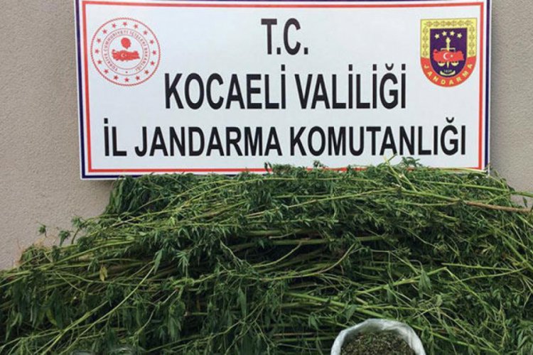 Seraya kenevir eken kişi yakalandı