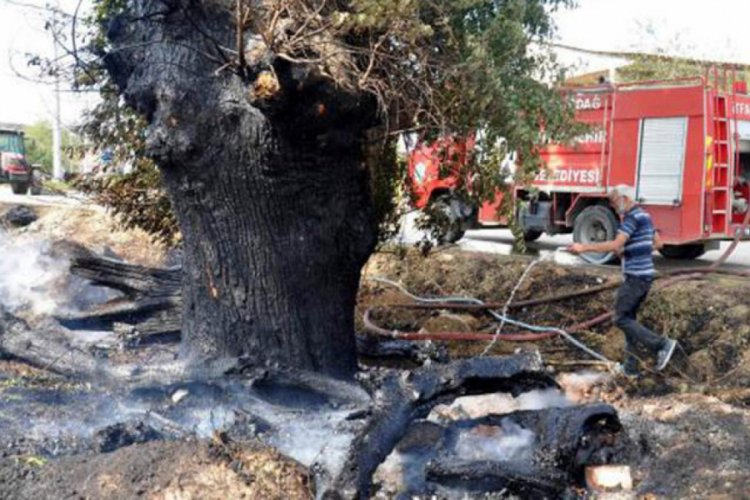 Otluk yangınında asırlık ağaç zarar gördü