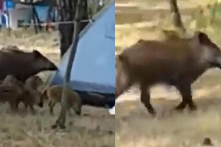 Tatil cennetinde şaşırtan görüntü