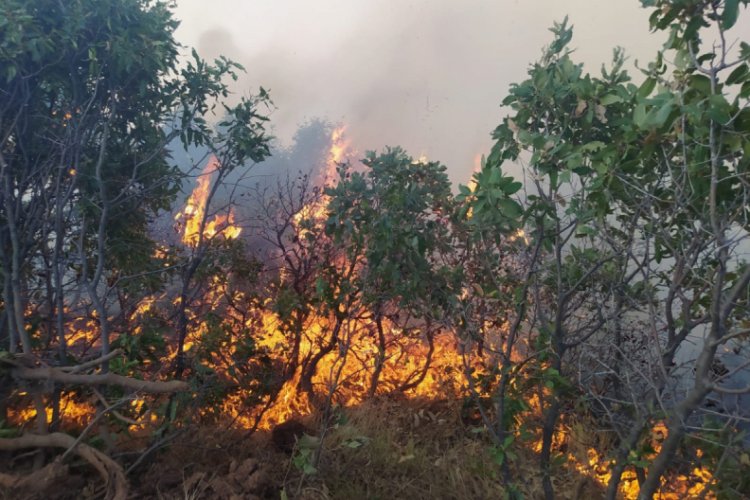 Elazığ'da korkutan orman yangını