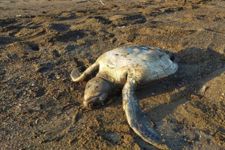 Meksika'da sahilde 351 caretta caretta ölüsü bulundu