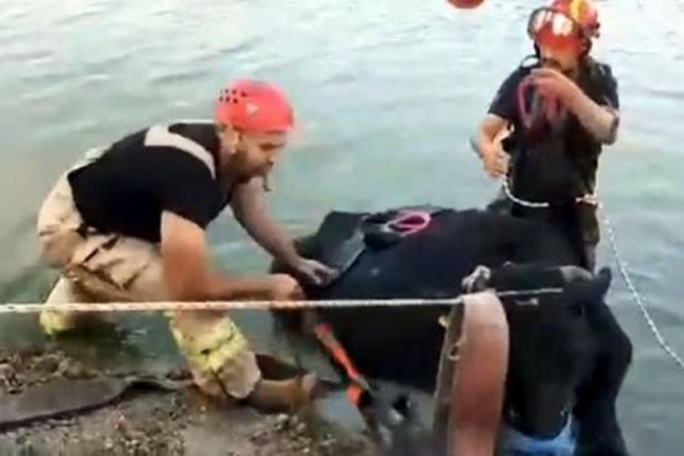 Gölde inek kurtarma operasyonu