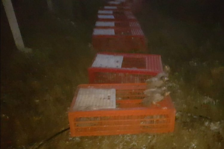 Bursa Karacabey'de tabiata bin sülün salındı