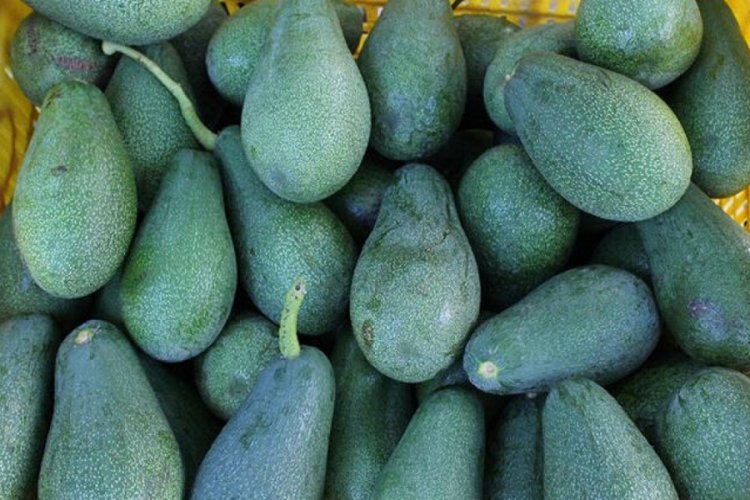 Avokado çiftçilerin yüzünü güldürüyor