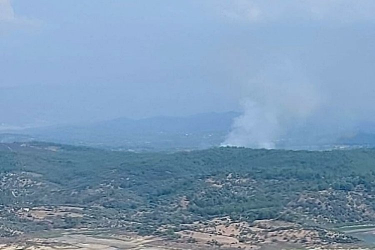 Milas'ta orman yangını
