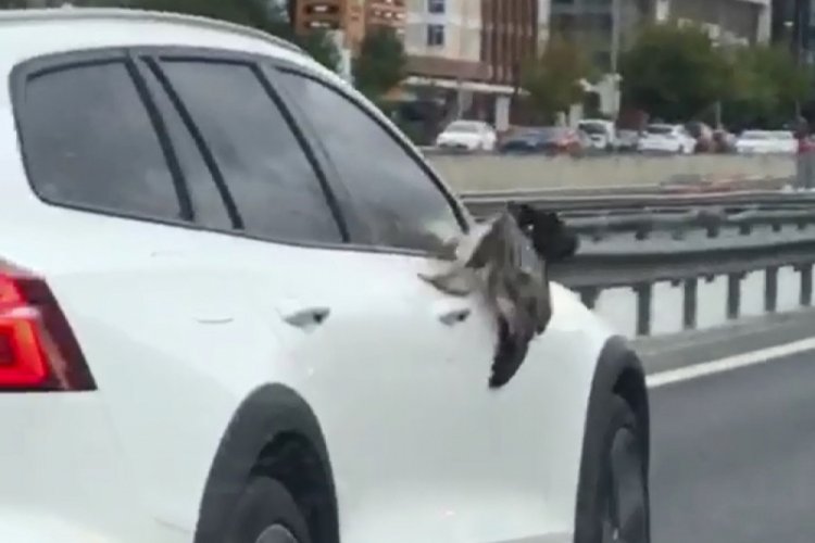 Martı çarptığı otomobil aynasına sıkıştı
