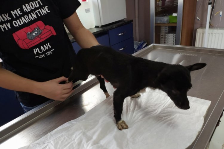 Bursa'da saldırıya uğrayan köpek tedavi altına alındı