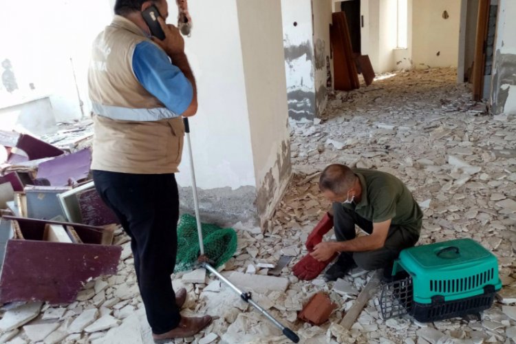 Terk edilmiş binada mahsur kalan tilki kurtarıldı
