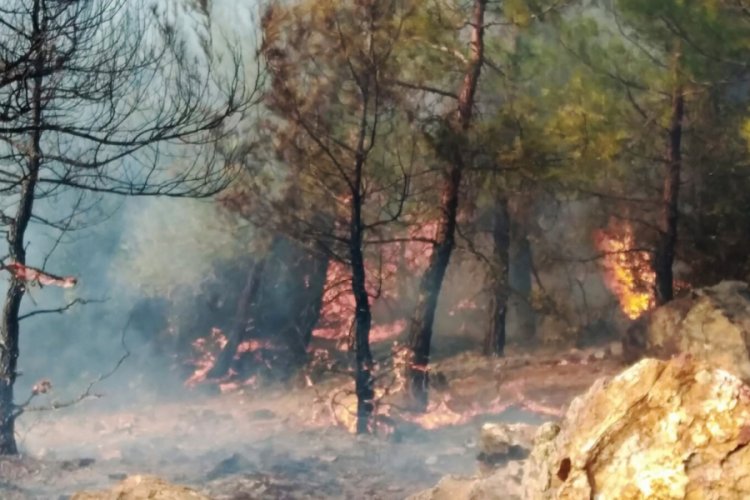 Muğla'da orman yangını