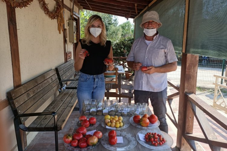 Bursa'nın Kent Bostanları'nda 34 çeşit domates! (ÖZEL HABER)