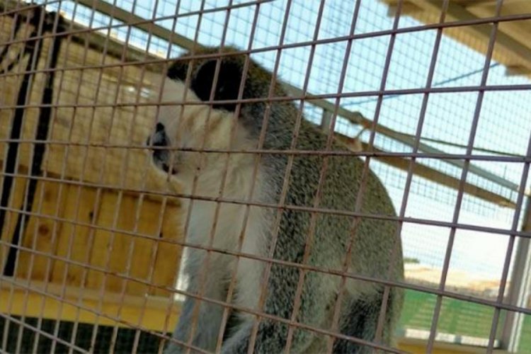 Yasa dışı bulundurulan Rhesus cinsi maymunlar korumaya alınmak için Bursa'ya gönderildi