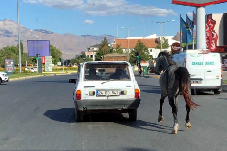 Otomobile bağladıkları atı kilometrelerce koşturdular