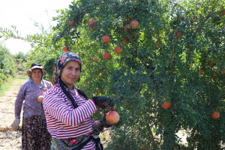 Denizli'den Avrupa ve Orta Doğu'ya nar ihracatı