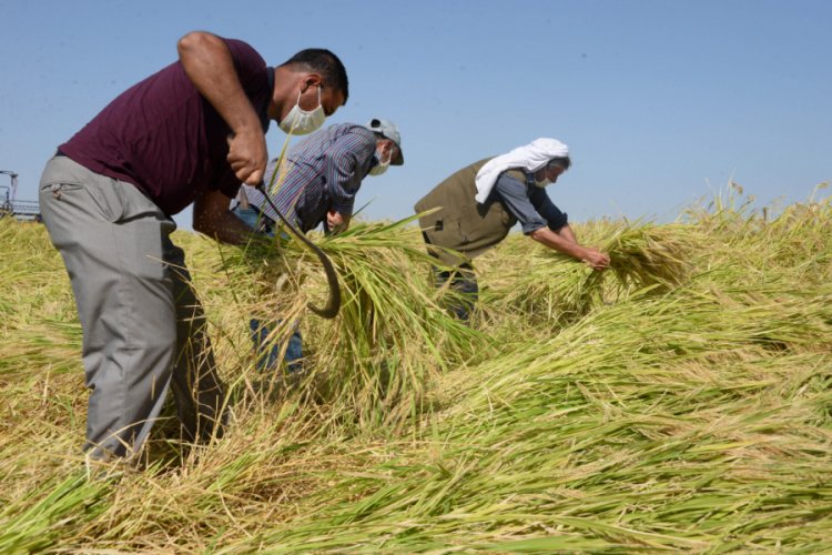 Karacadağ pirincinin ilk hasadı yapıldı