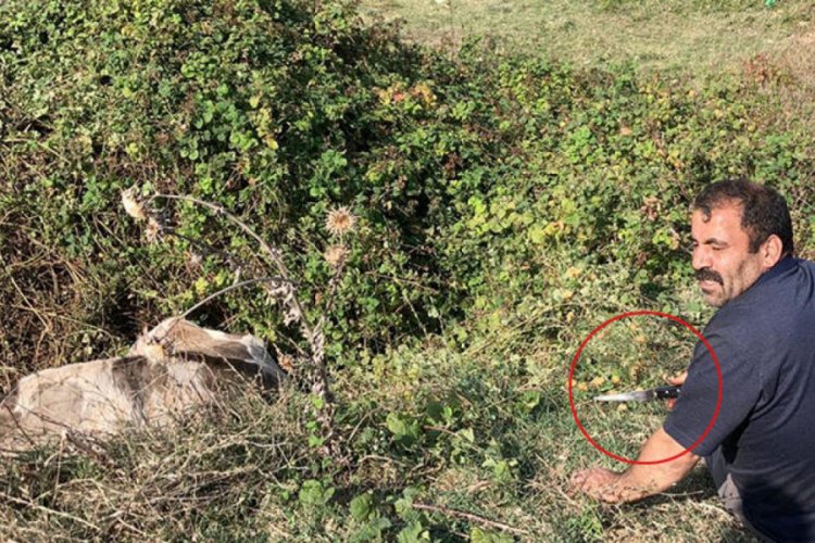 Elinde bıçakla bekledi: 'Kurtaramazsak bıçağım hazır, sucuk yaparız'