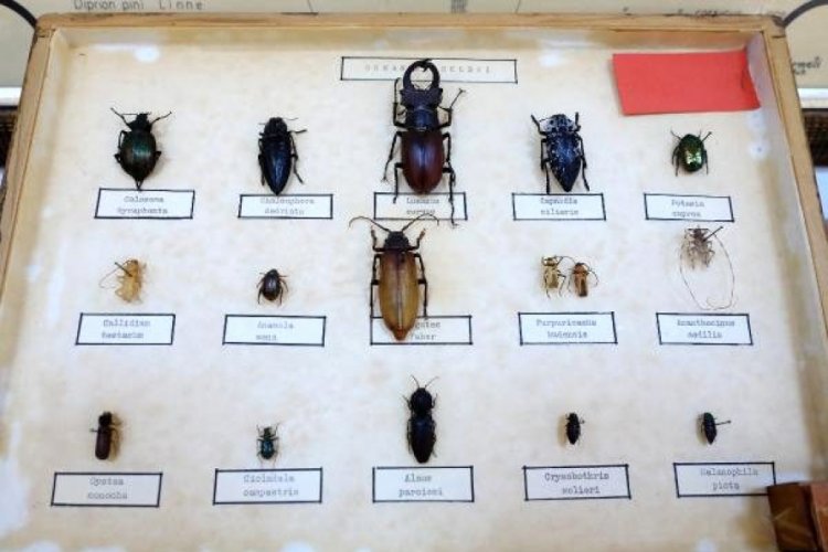 Çizgi filmlerin canavarı geyik böceği, koleksiyonda sergileniyor