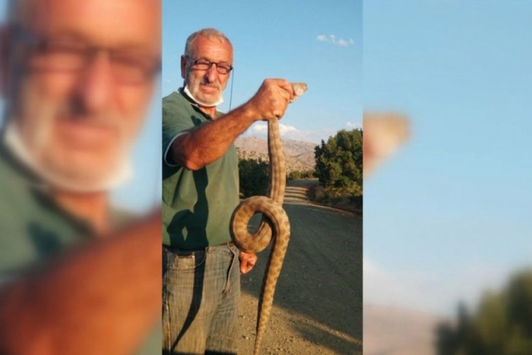 Kendisine saldıran zehirli yılanı boğazından yakaladı