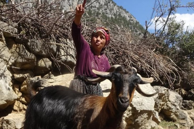Isparta'da kurtlar sürüye saldırdı, 5 hayvan telef oldu