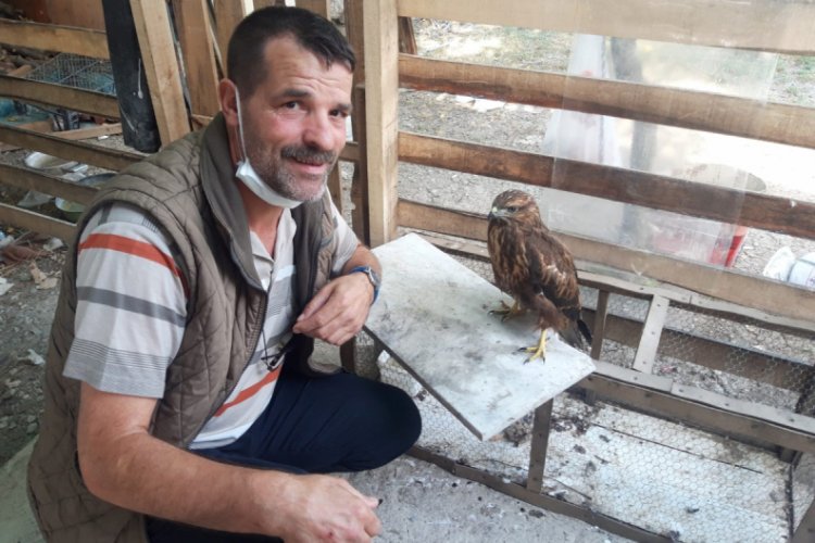 Bursa'da tedavi edip doğaya saldığı şahin, her gün bahçesine geliyor
