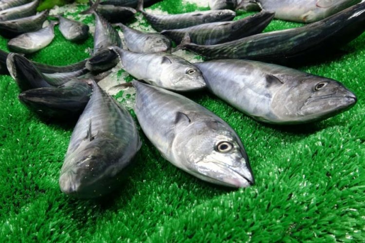 Zonguldak'ta palamut bolluğu