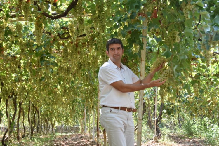 Likyalılardan kalan miras: Margaz üzümü