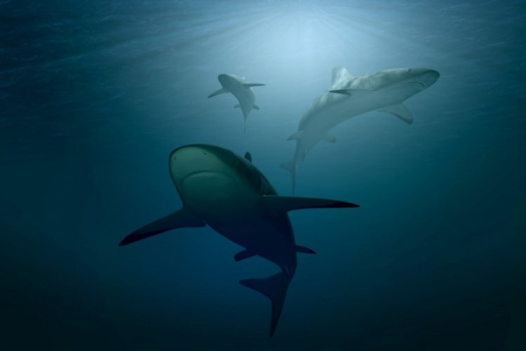 Shark Allies: Bir doz aşı için 250 bin köpekbalığı katlediliyor