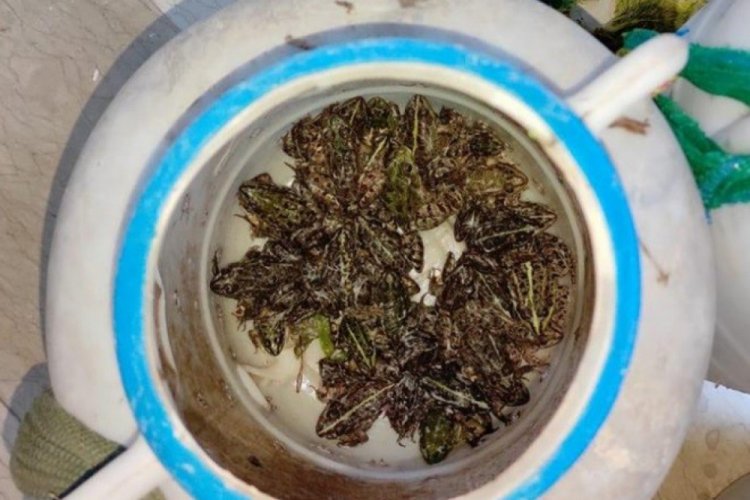 Kurbağa avlayan 5 şahsa 9 bin 700 TL ceza kesildi