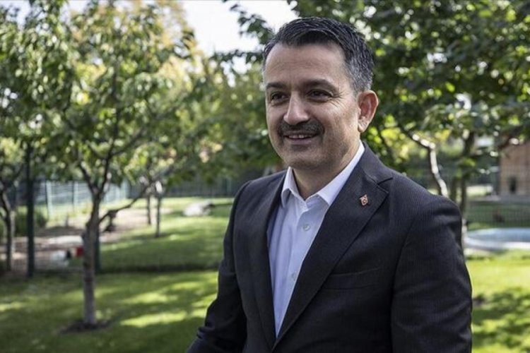 Şırnak'ta yer fıstığı üretiminde rekor artış