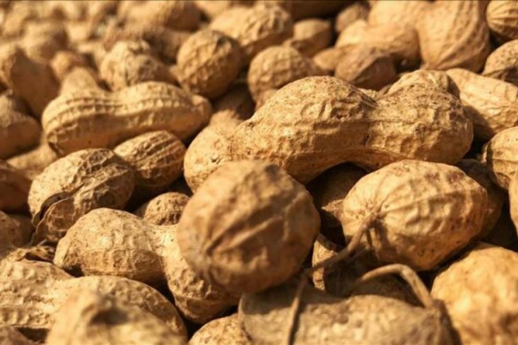 Yer fıstığı hasadı yüksek verim beklentisiyle başladı